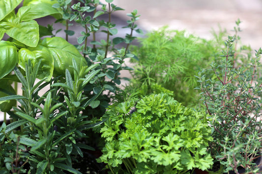 Herb Garden Growing Guide