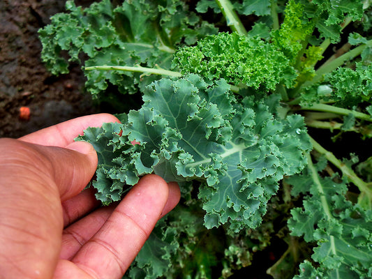 Kale Growing Guide