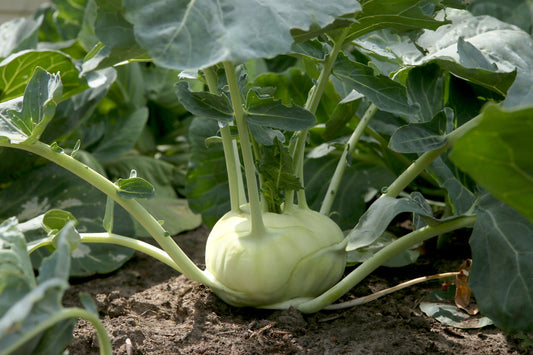 Kohlrabi Growing Guide