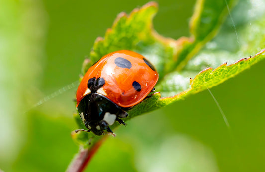 Why Ladybirds Are Good for Your Garden & Allotment