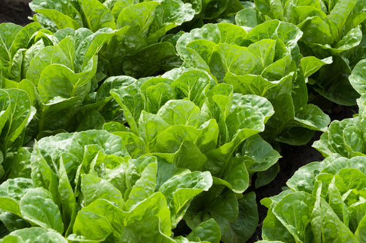 Lettuce Growing Guide
