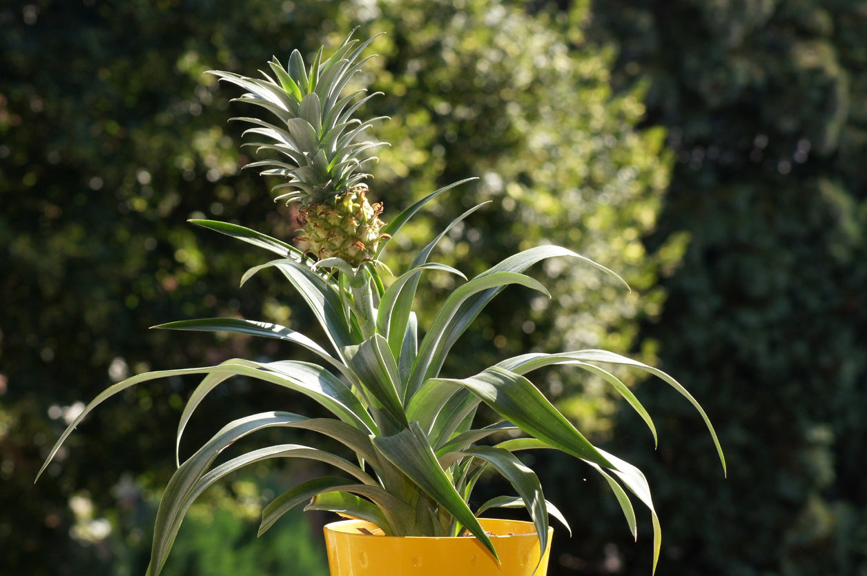 How To Grow, Plant & Harvest Pineapples | Premier Polytunnels