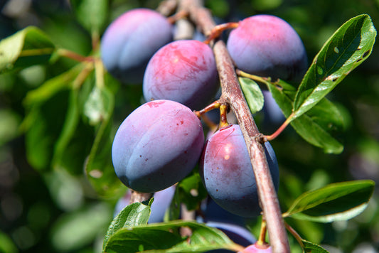 Plum Growing Guide