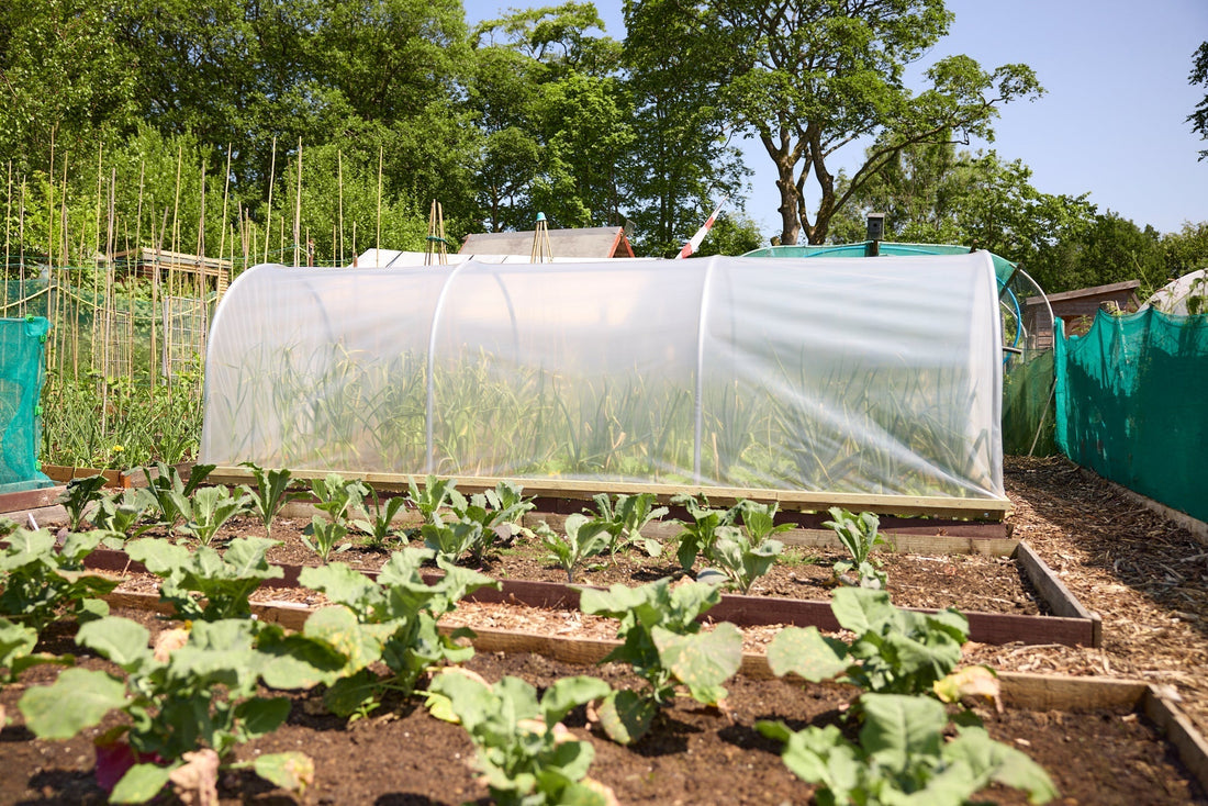Garden Cloche Benefits