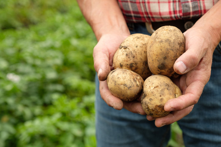 Potato Growing Guide