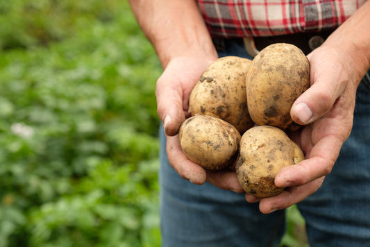 Potato Growing Guide