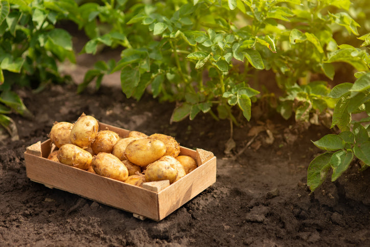 How To Grow Your Own Vegetables