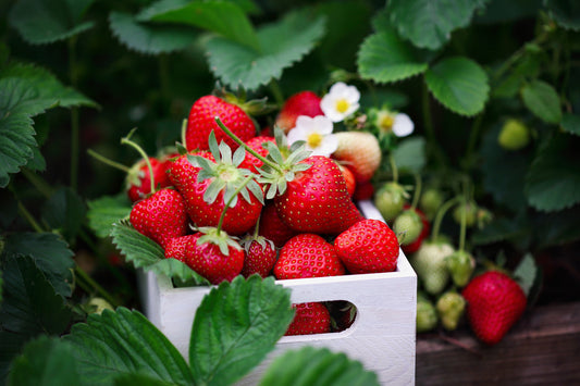 Strawberry Growing Guide