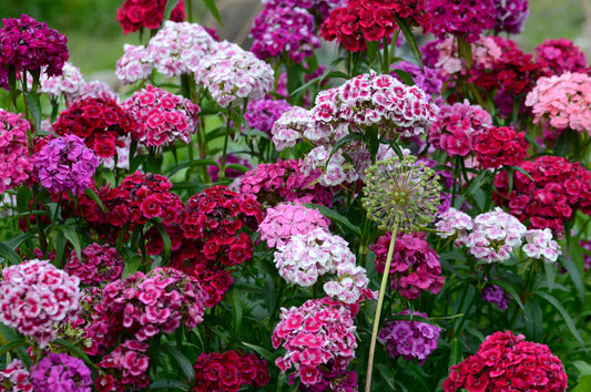 Tips & Advice For Spring Gardening