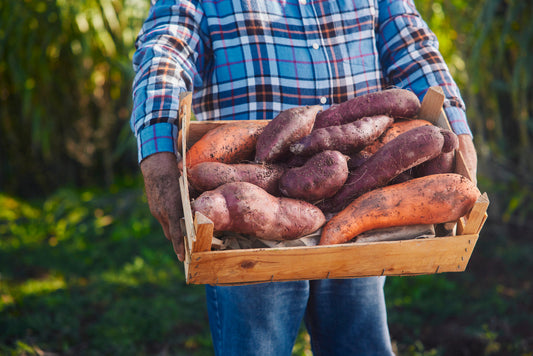 Sweet Potato Growing Guide