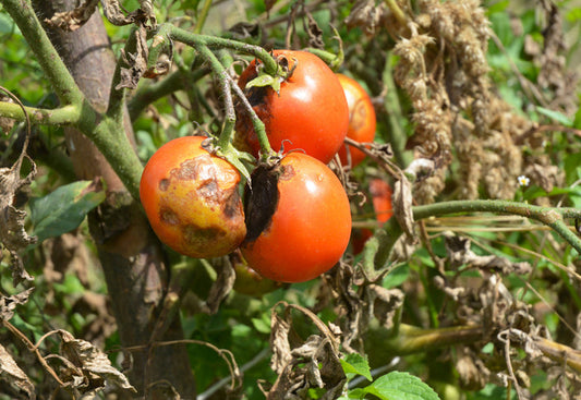 How To Reduce The Risk Of Blight