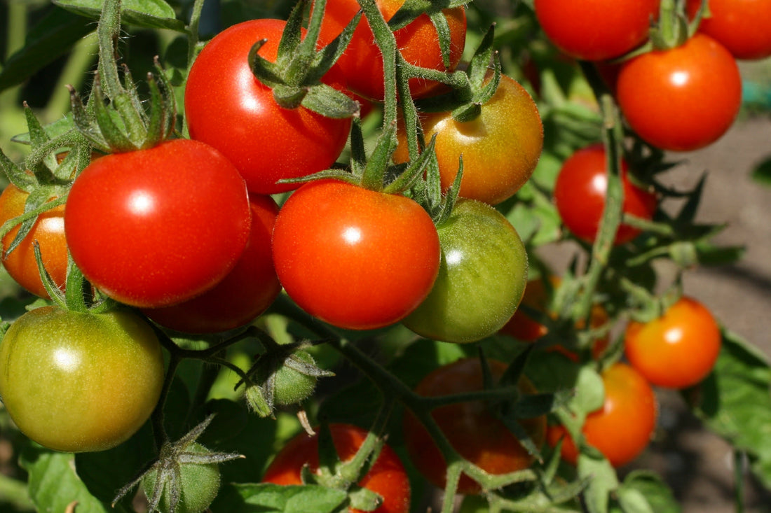 Tomato Growing Guide