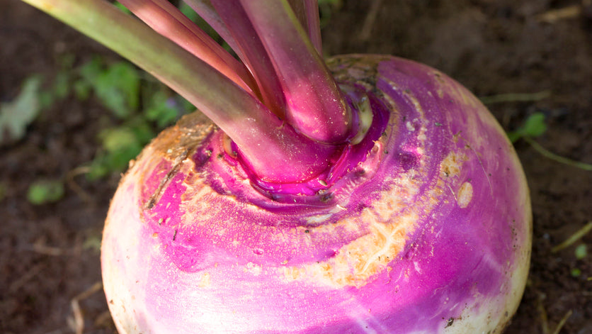 How To Grow, Plant & Harvest Turnips | Premier Polytunnels
