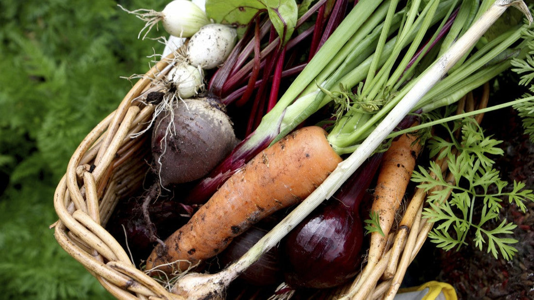 Vegetable Garden Crop Rotation Guide