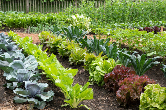 How to Start A Vegetable Garden At Home