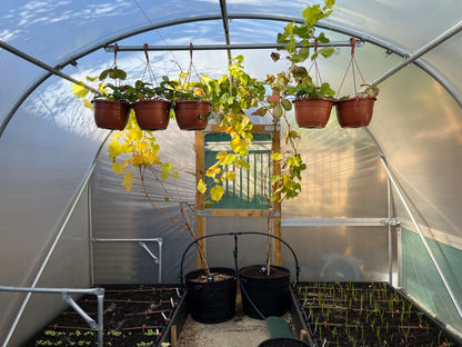 10ft (3.05m) Wide | Polytunnel