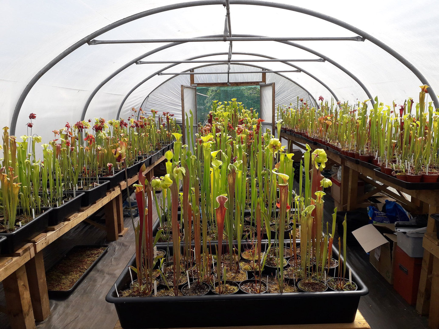 16ft (4.88m) Wide | Polytunnel