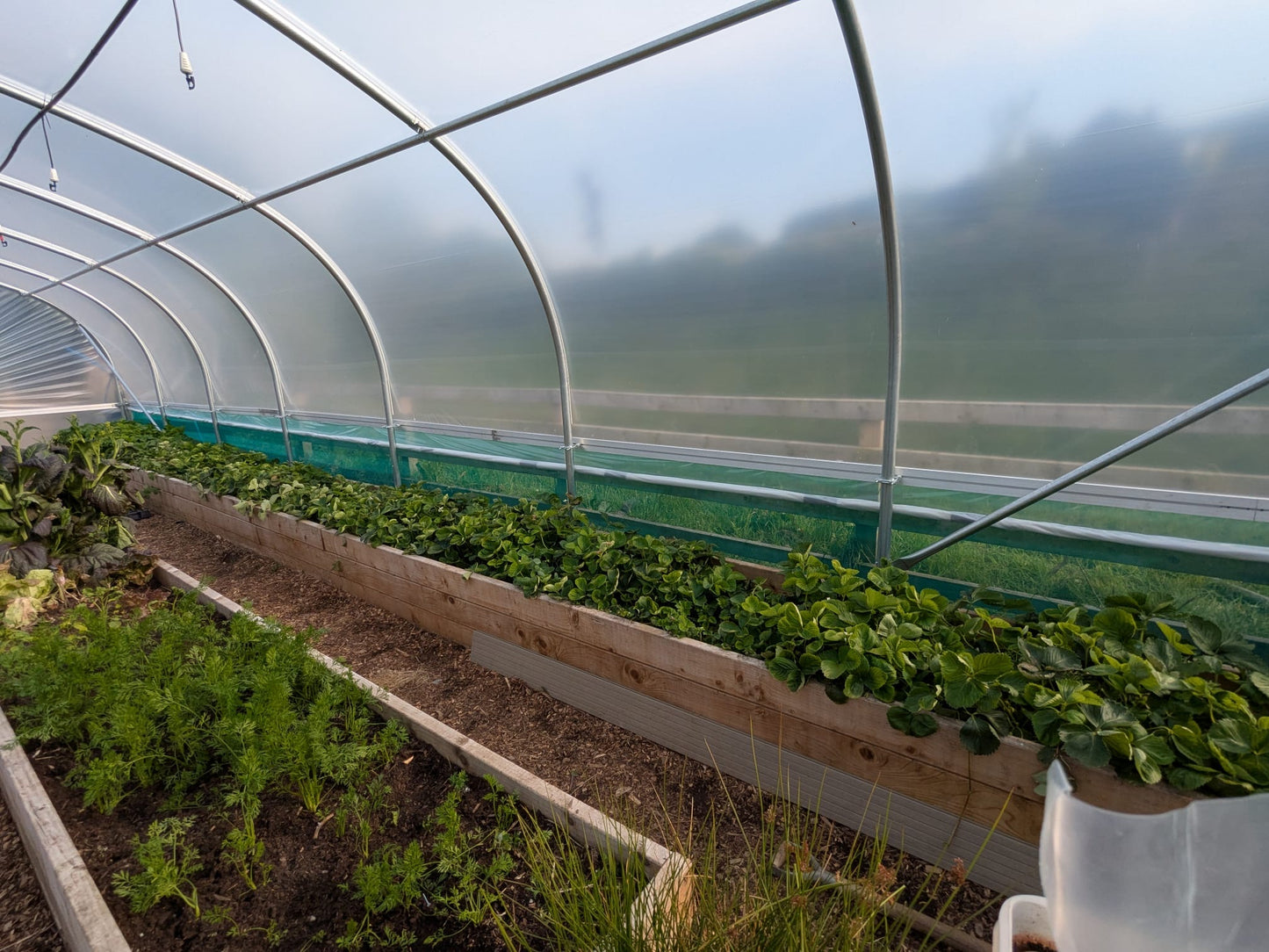 24ft (7.32m) Wide | Polytunnel