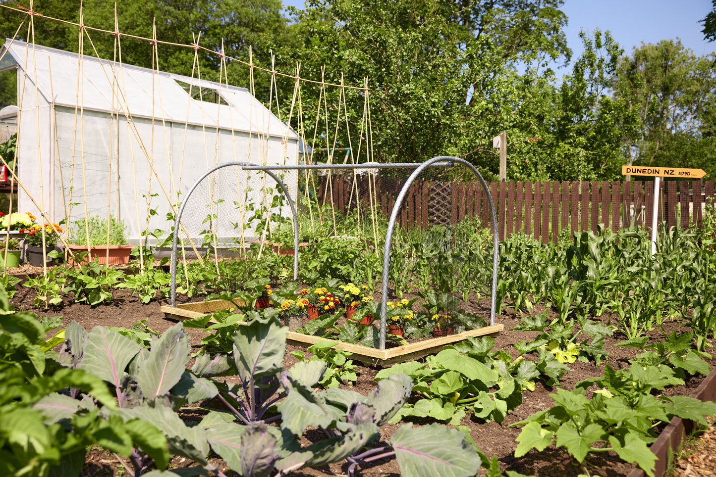 Anti Bird Net Cloche