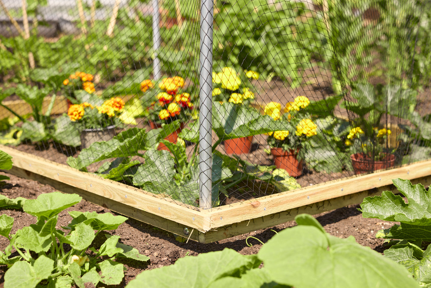 Anti Bird Net Cloche