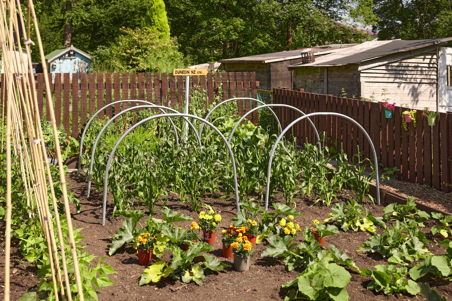 Individual Cloche Hoops