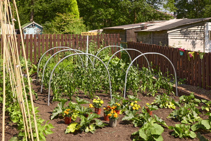 Individual Cloche Hoops