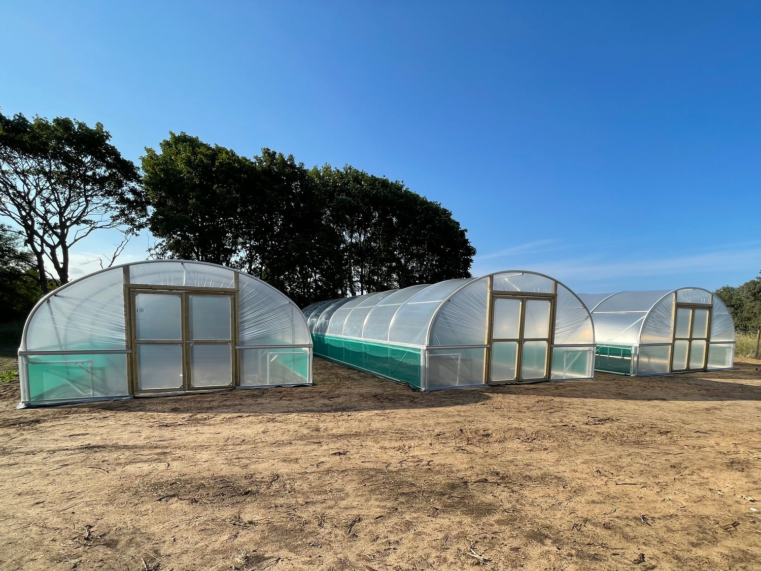 A row of three commercial polytunnels on a bright summer day at the Wilder Humber conservation project