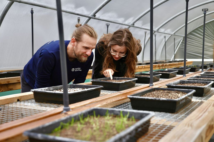 Wilder Humber team members inspecting seeds growing in trays in a polytunnel