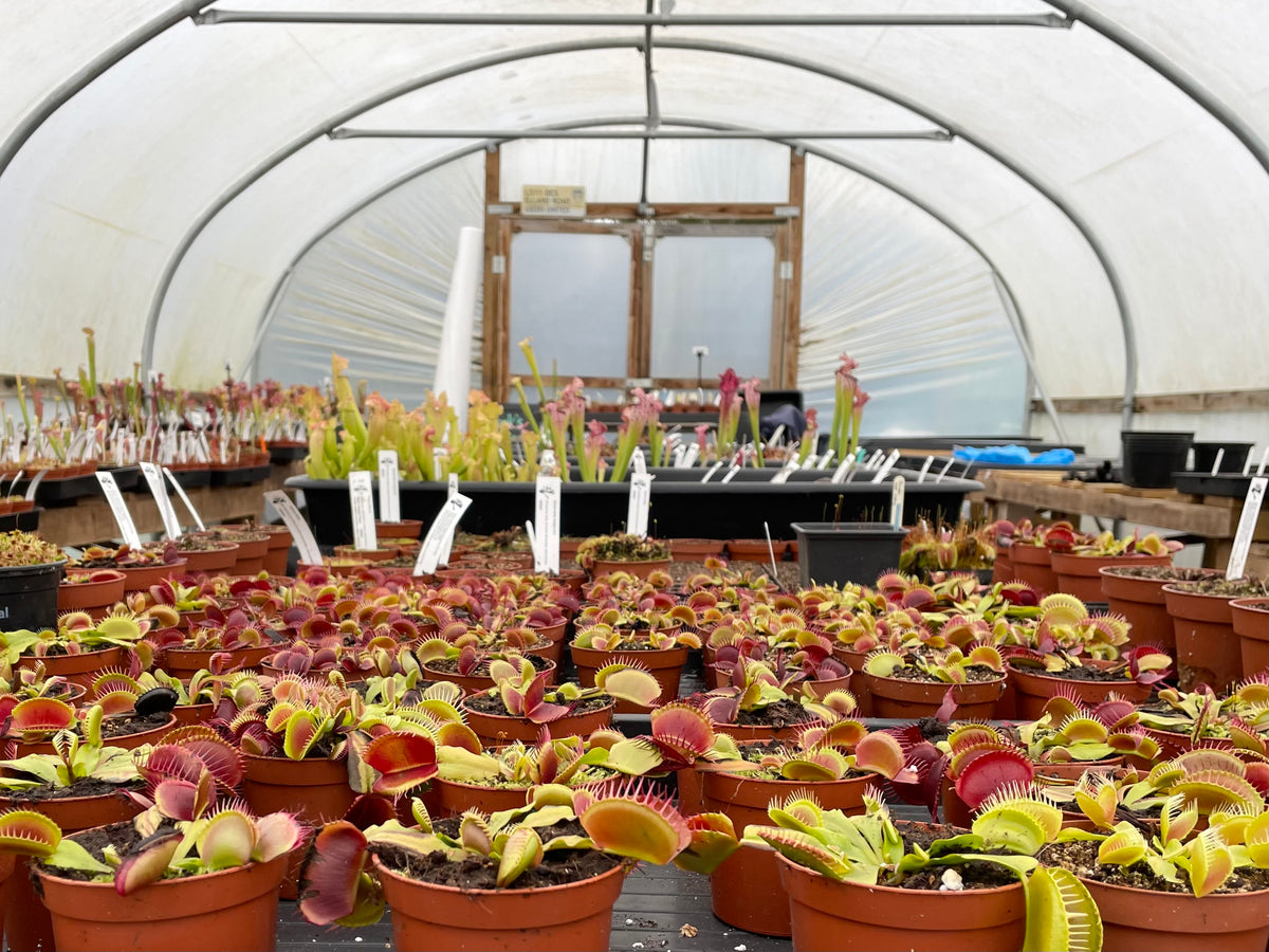 POLYTUNNELS FOR WACK'S WICKED PLANTS