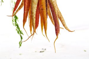 When to harvest carrots UK