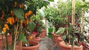 How to grow and dry chillies