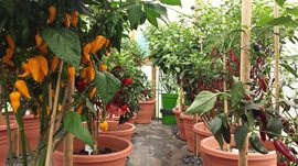 Growing Chilli Plants in a Polytunnel