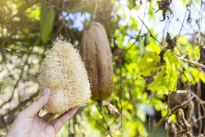 Harvesting homegrown loofah