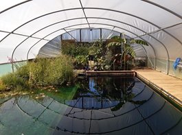Organic Pool Polytunnel