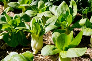 How to grow pak choi