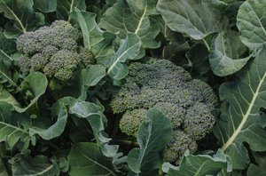How to grow broccoli and calabrese