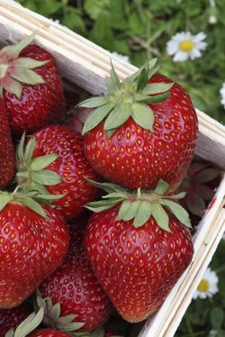 Strawberry growing guide