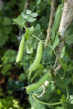 How to grow peas