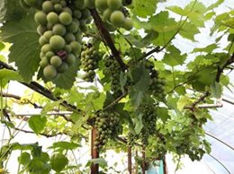 Growing grapes in a polytunnel