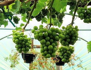 Grapes Growing Guide
