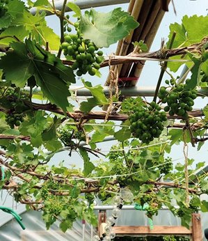 Growing Guide Grapes