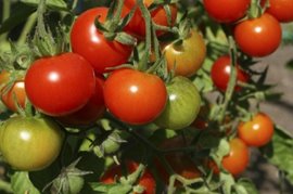How to reduce the risk of tomato blight