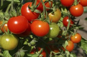 Growing tomatoes in a polytunnel