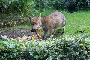 Keep Foxes Out Of Garden