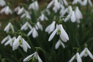 Snowdrops add a splash of colour to your UK garden