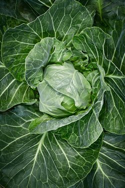 How to grow a spring cabbage