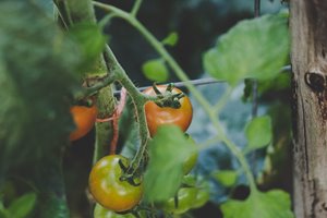 Growing Tomatoes Guide