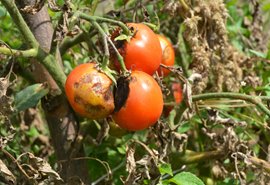 Tomato blight