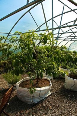 Growing peaches in a polytunnel