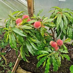 Can you grow peaches in the UK?